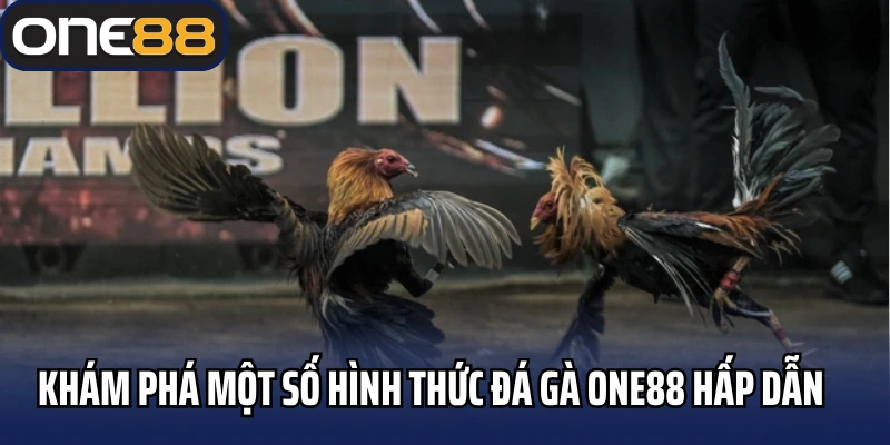 Khám phá một số hình thức đá gà One88 hấp dẫn